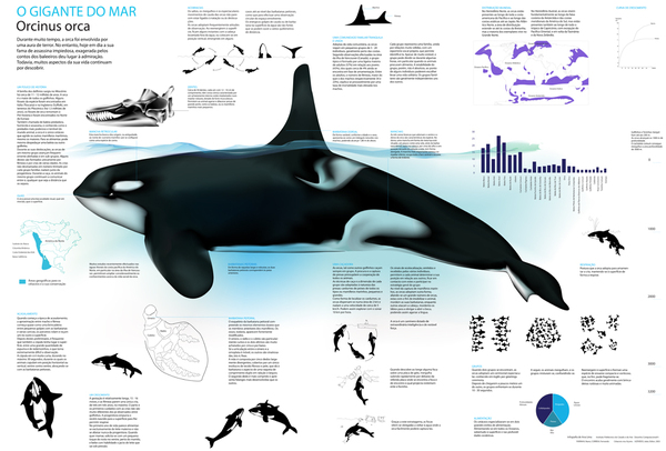 Orca Infografico by Ana Lima